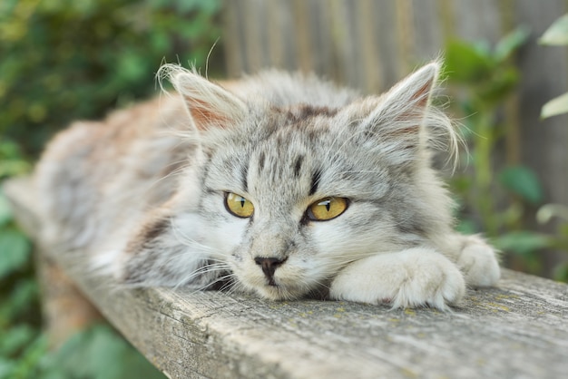 Schöne graue flauschige Katze, die auf einer Bank im Freien liegt