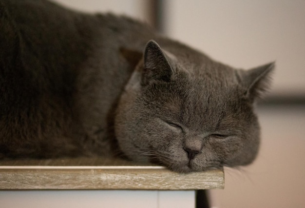 Schöne graue flauschige Katze schläft auf dem Nachttisch Nahaufnahme