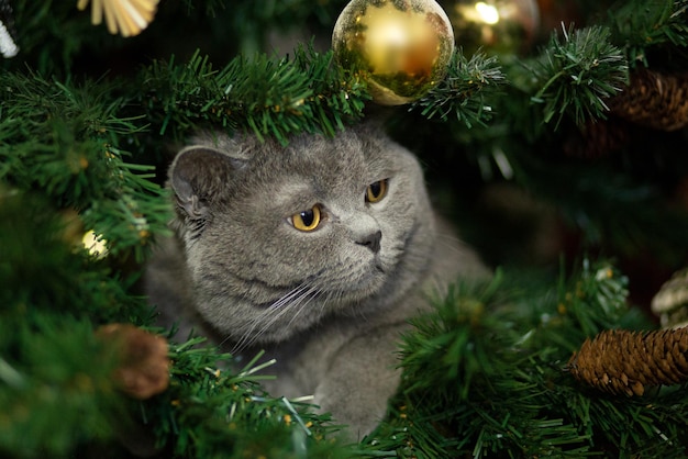 Schöne graue flauschige Katze sitzt auf einem Weihnachtsbaum, Nahaufnahme