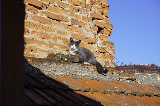 Schöne graue Katze auf dem Dach des Hauses