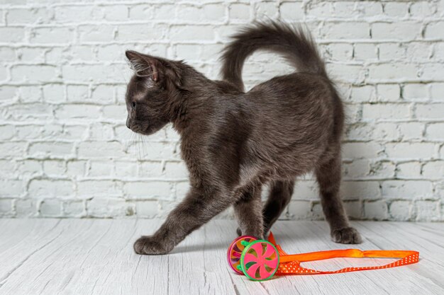 Schöne graue Katze auf einem Backsteinmauerhintergrund