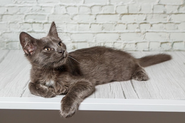 Schöne graue Katze auf einem Backsteinmauerhintergrund