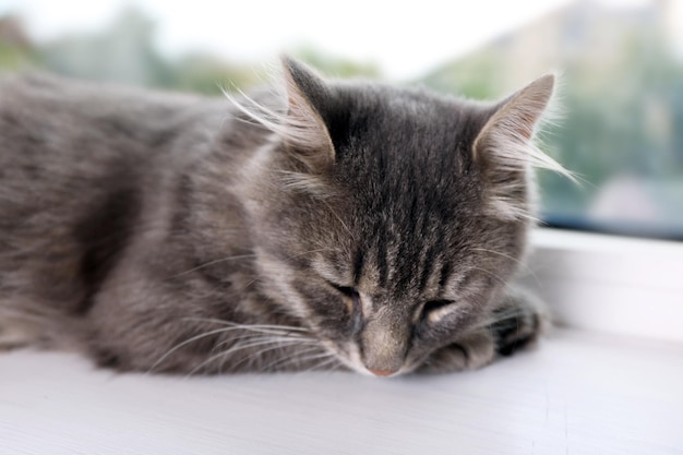 Schöne graue Katze auf Fensterbrett aus nächster Nähe