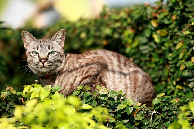 Schöne graue Katze, die draußen sitzt