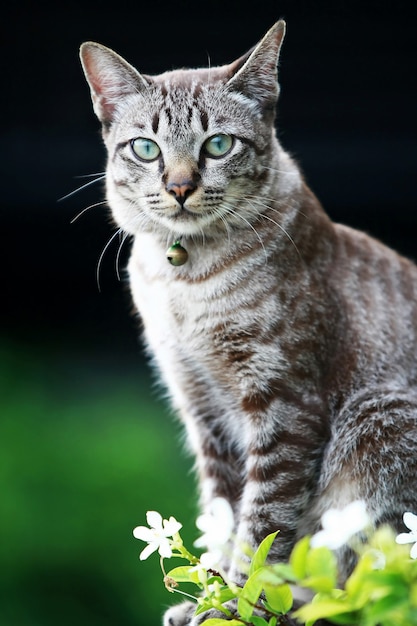 Schöne graue Katze, die draußen sitzt