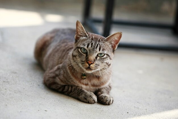 Schöne graue Katze, die draußen sitzt