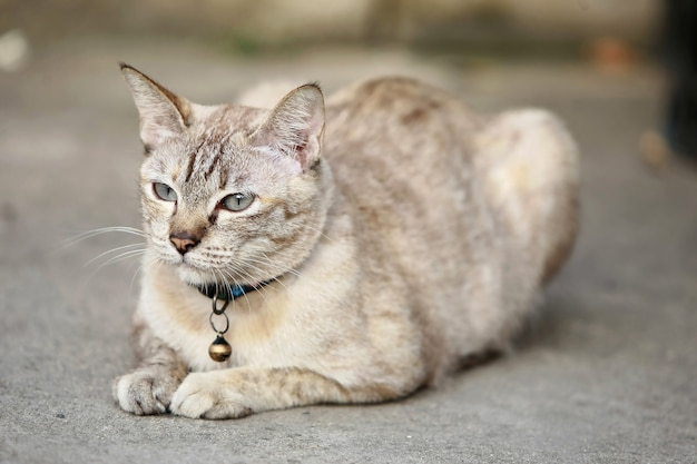 Schöne graue Katze, die draußen sitzt