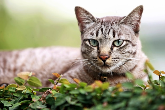 Schöne graue Katze, die draußen sitzt