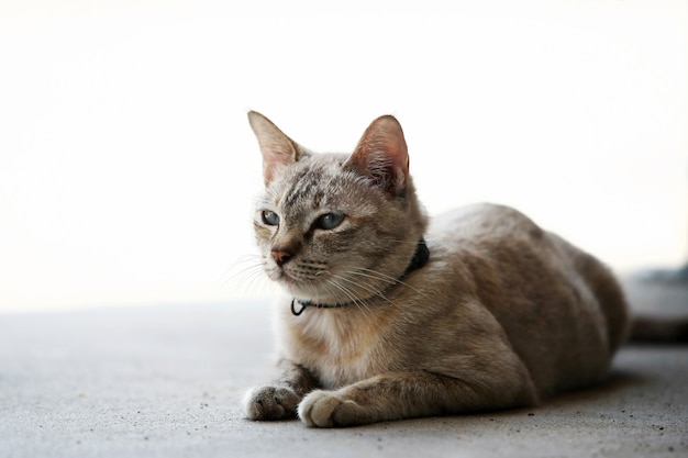 Schöne graue Katze, die draußen sitzt