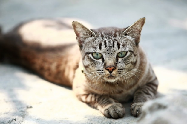 Schöne graue Katze, die draußen sitzt