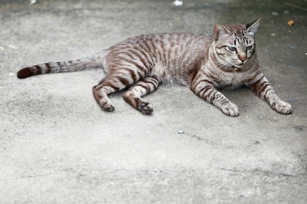 Schöne graue Katze, die draußen sitzt