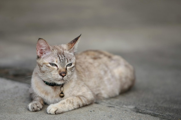 Schöne graue Katze, die draußen sitzt