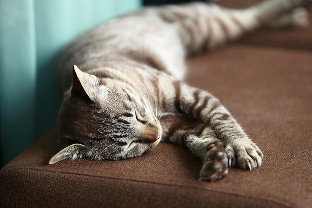 Schöne graue Katze, die draußen sitzt