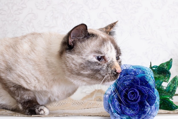 Schöne graue Katze, die eine blaue Blume schnüffelt