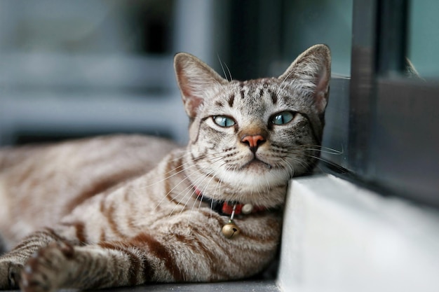 Schöne graue Katze, die im Freien sitzt