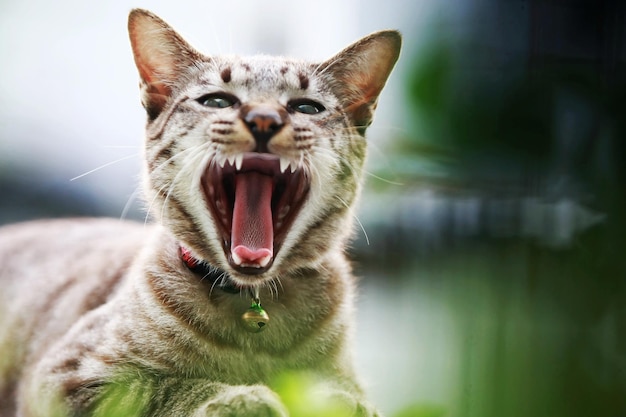 Foto schöne graue katze, die im freien sitzt