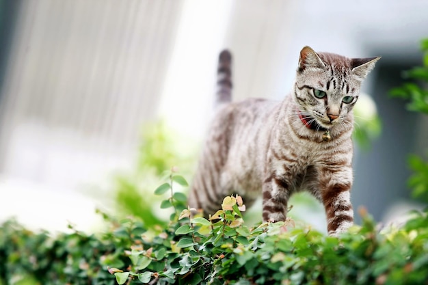 Schöne graue Katze, die im Freien spazieren geht