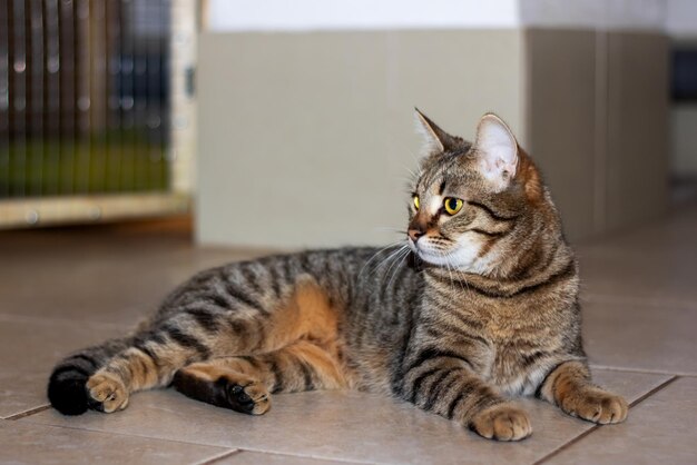 Schöne graue Katze liegt auf dem Boden