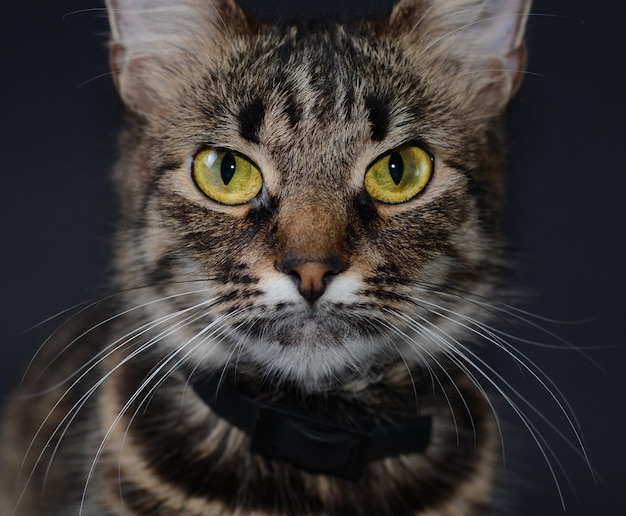 Schöne graue Katze mit gelben Augen