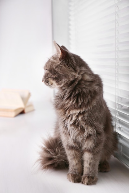 Schöne graue Katze sitzt auf Fensterbrett mit Buch aus nächster Nähe