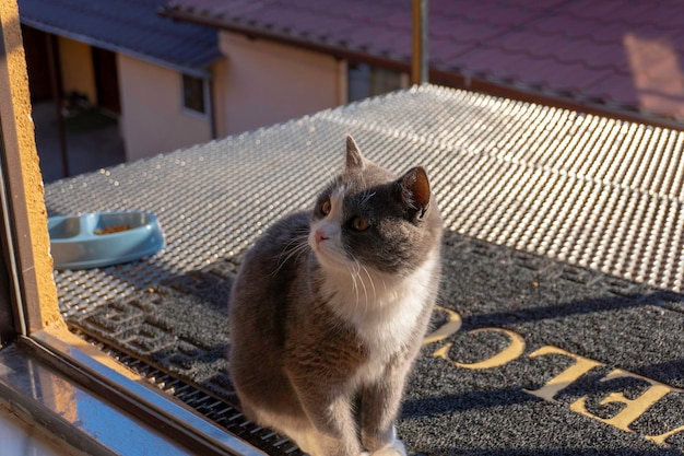 Schöne graue Katze vor der Tür