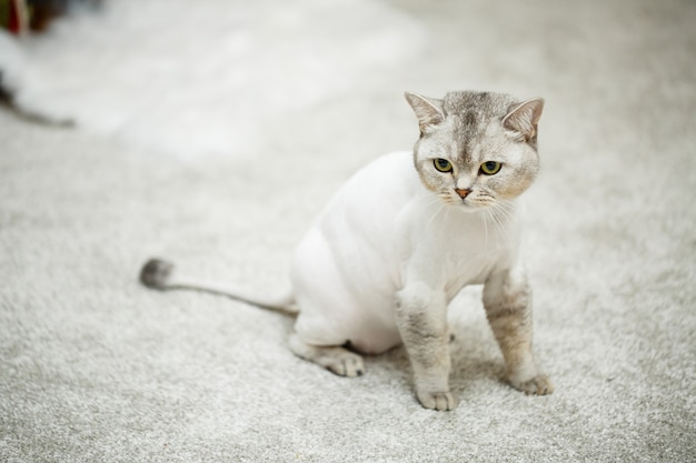 Schöne graue schottische Faltkatze. Haarschnitt Katze mit rasierten Haaren am Körper, Tierhaarschnitt