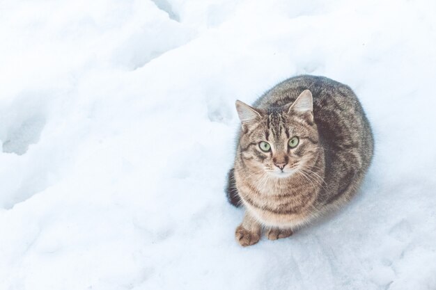 Schöne graue Straßenkatze auf Schneehintergrund