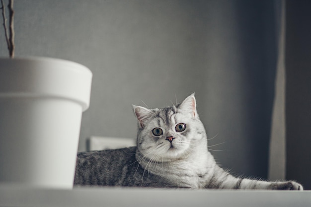 Schöne graue Tabby Katze liegt auf einem weißen Tisch mit Hauspflanzen Topf britische Kurzhaar Katze liebenswert und lustig PetxA