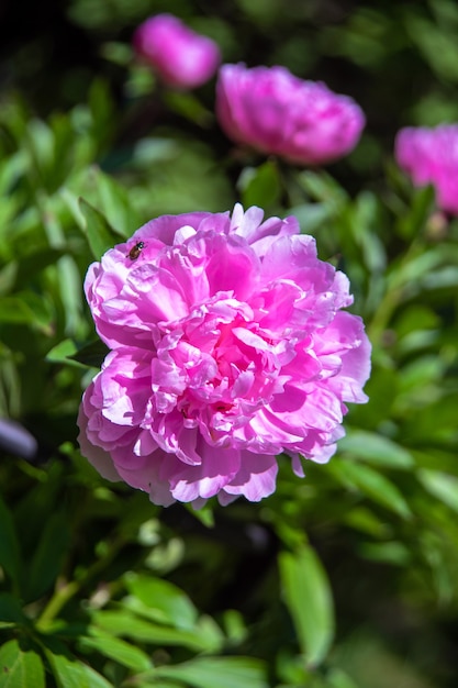 Schöne große blühende rote Pfingstrosenblumen im Frühlingsgarten