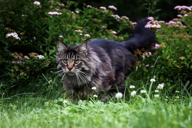 Schöne große, flauschige Maine-Coon-Katze mit langem, flauschigem Schwanz geht an sonnigen Tagen im Hof auf grünem Rasen spazieren