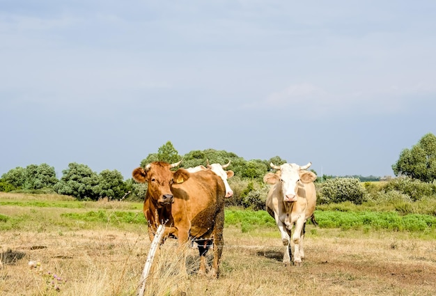 Schöne, große junge Kühe grasen auf der Wiese. Kühe laufen und kauen trockenen Weizen, Gras. Kühe in Wi