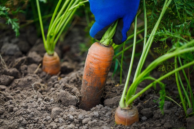 schöne große Karotte, die im Boden wächst und junge Karotten aus dem Boden gräbt Carr ernten