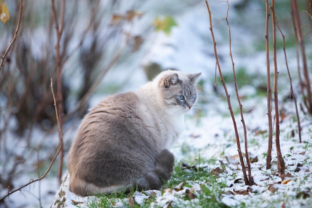 Schöne große Katze mit blauen Augen im ersten Schnee Früher Wintertag im Freien