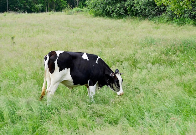 Schöne große Milchkuh grast auf grüner Wiese