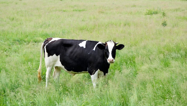 Schöne große Milchkuh grast auf grüner Wiese