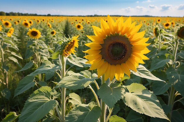 Schöne große Sonnenblumen auf einer Sommerwiese bei sonnigem Wetter horizontales Foto ohne Menschen