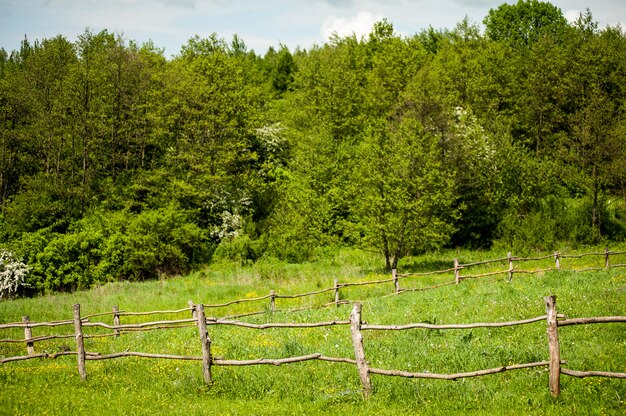 Schöne grüne Ackerlandschaft mit Bäumen