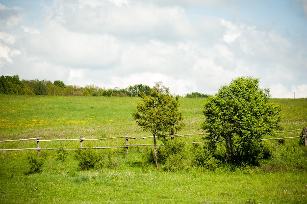 Schöne grüne Ackerlandschaft mit Bäumen