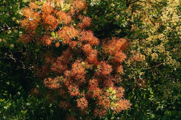 Schöne grüne Bäume mit flauschigen Pinkieblumen