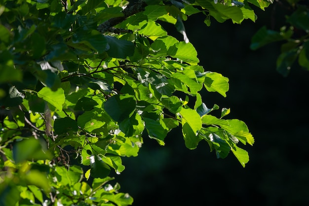 Schöne grüne Baumblätter zurück beleuchtet von der Morgensonne.