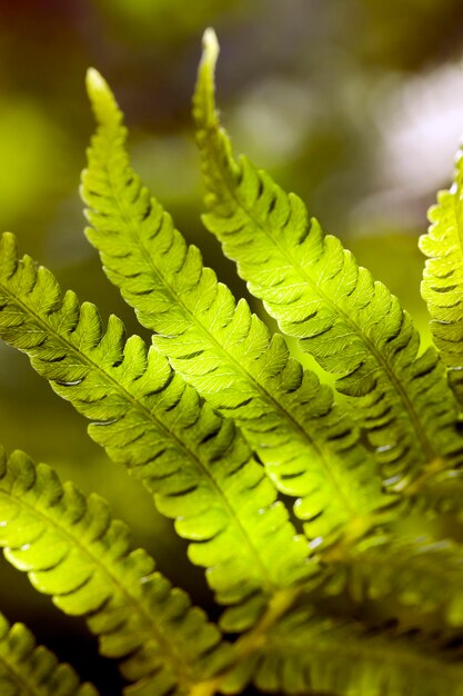 Schöne grüne Blätter eines Farns im sonnigen Licht, Sommersaison