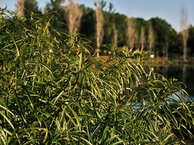 Schöne grüne Blätter in der Natur