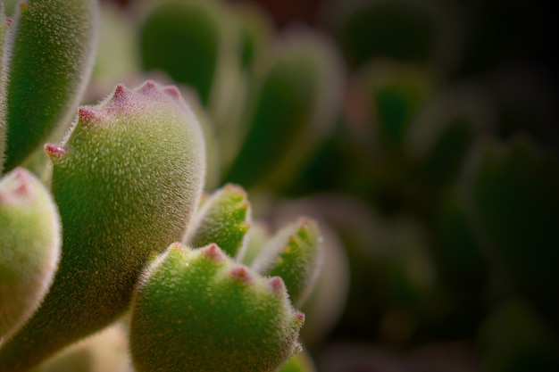 Schöne grüne Echeveria (Kaktus) Nahaufnahme Makro Soft Focus Frühling im Freien auf einem weichen, unscharfen Hintergrund. Romantisches weiches sanftes künstlerisches Bild
