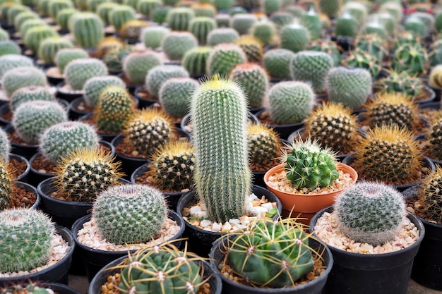 Schöne grüne Kaktuspflanze im Blumentopf, Houseplant-Konzept