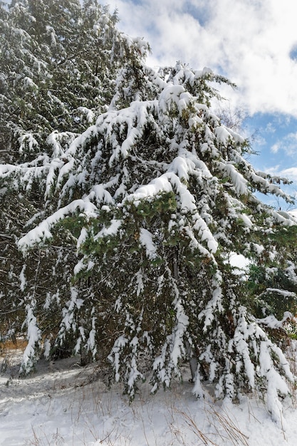 Schöne grüne Kiefern bedeckt mit Schnee