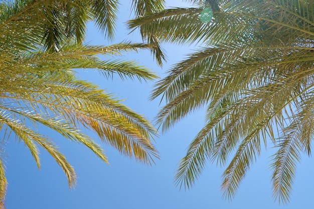 Schöne grüne Kokospalmen am tropischen Strand gegen den blauen Himmel Sommerurlaubskonzept