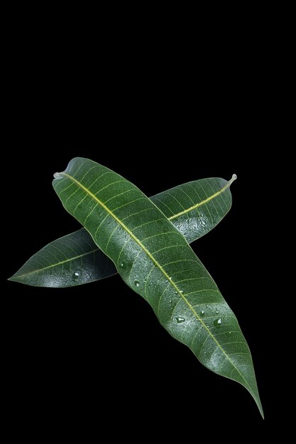 Schöne grüne Mangoblätter isoliert auf schwarzem Hintergrund mit Wassertropfen im Detail Beschneidungspfad Nahaufnahme Makro ausgeschnitten Tropisches Konzept
