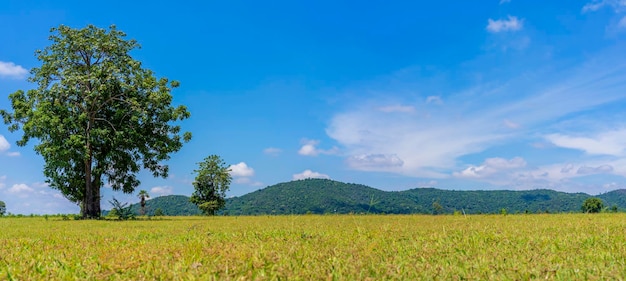 Schöne grüne Rasenflächen mit weißen Wolken, blauen Himmelsbäumen und großen Berghintergründen