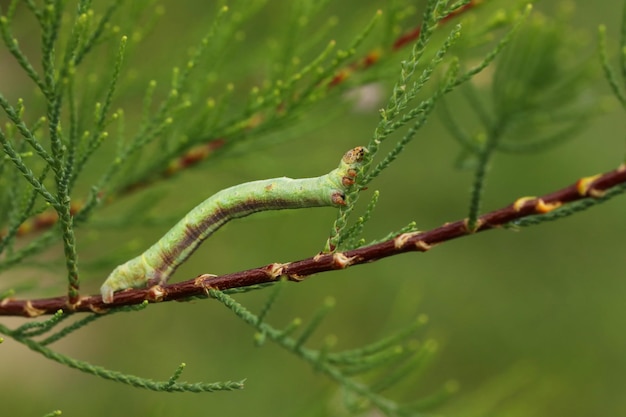 schöne grüne raupe auf dem grünen zweig im sommergarten