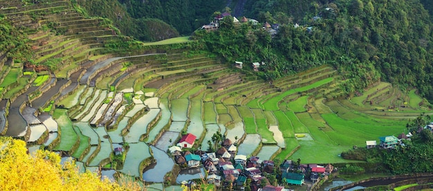 Schöne grüne Reisterrassen auf den Philippinen. Reisanbau auf der Insel Luzon.